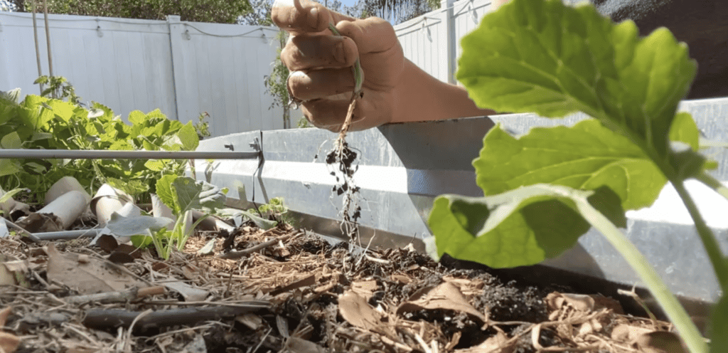 Transplanting Onion Seedlings